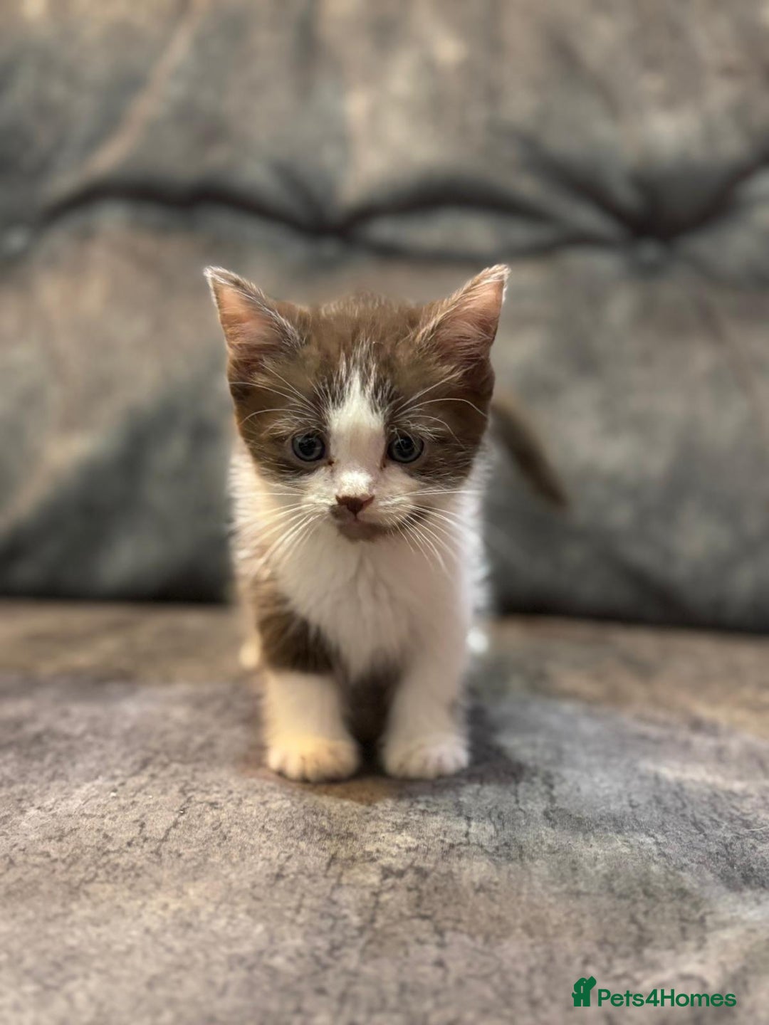 Ragdoll cats for sale: 3 beautiful girls ragdoll cross - Image 1