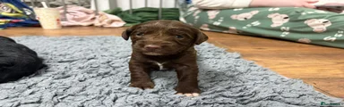 Mixed Breed Puppy 8