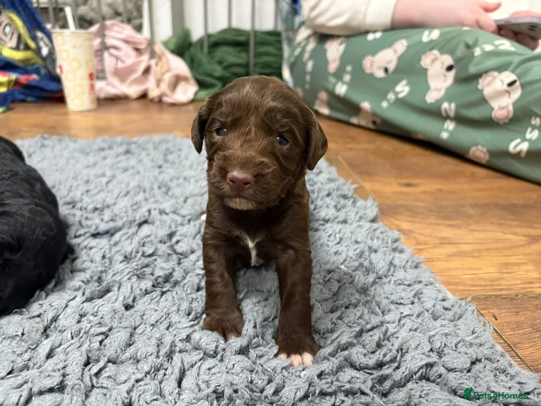 Mixed Breed dogs for sale: Eight cockapoo mix in Slough - Advert 3