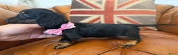 Miniature Dachshund dogs for sale: Stunning Longcoats 5 Star Reviews 5 Star Licensed - Advert 21