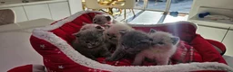 British Shorthair cats for sale: 6 gorgeous bsh  kittens . - Advert 12