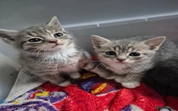 Mixed Breed cats for sale: 3 kittens 2 female 1 male - Image 4