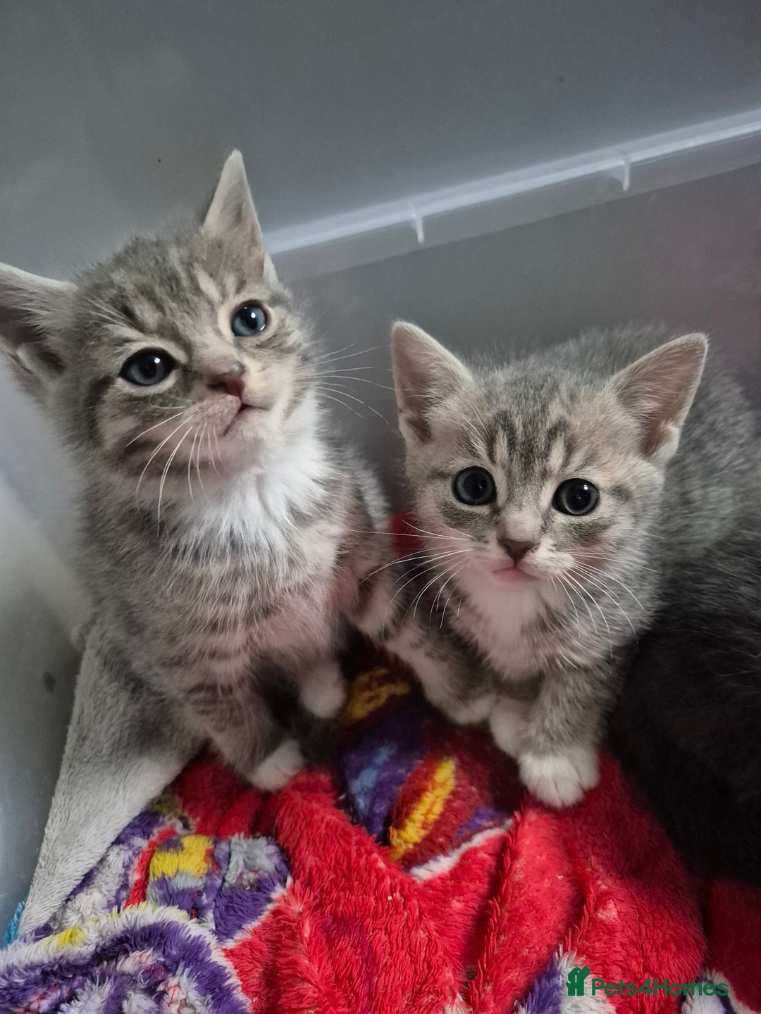 Mixed Breed cats for sale: 3 kittens 2 female 1 male - Image 4