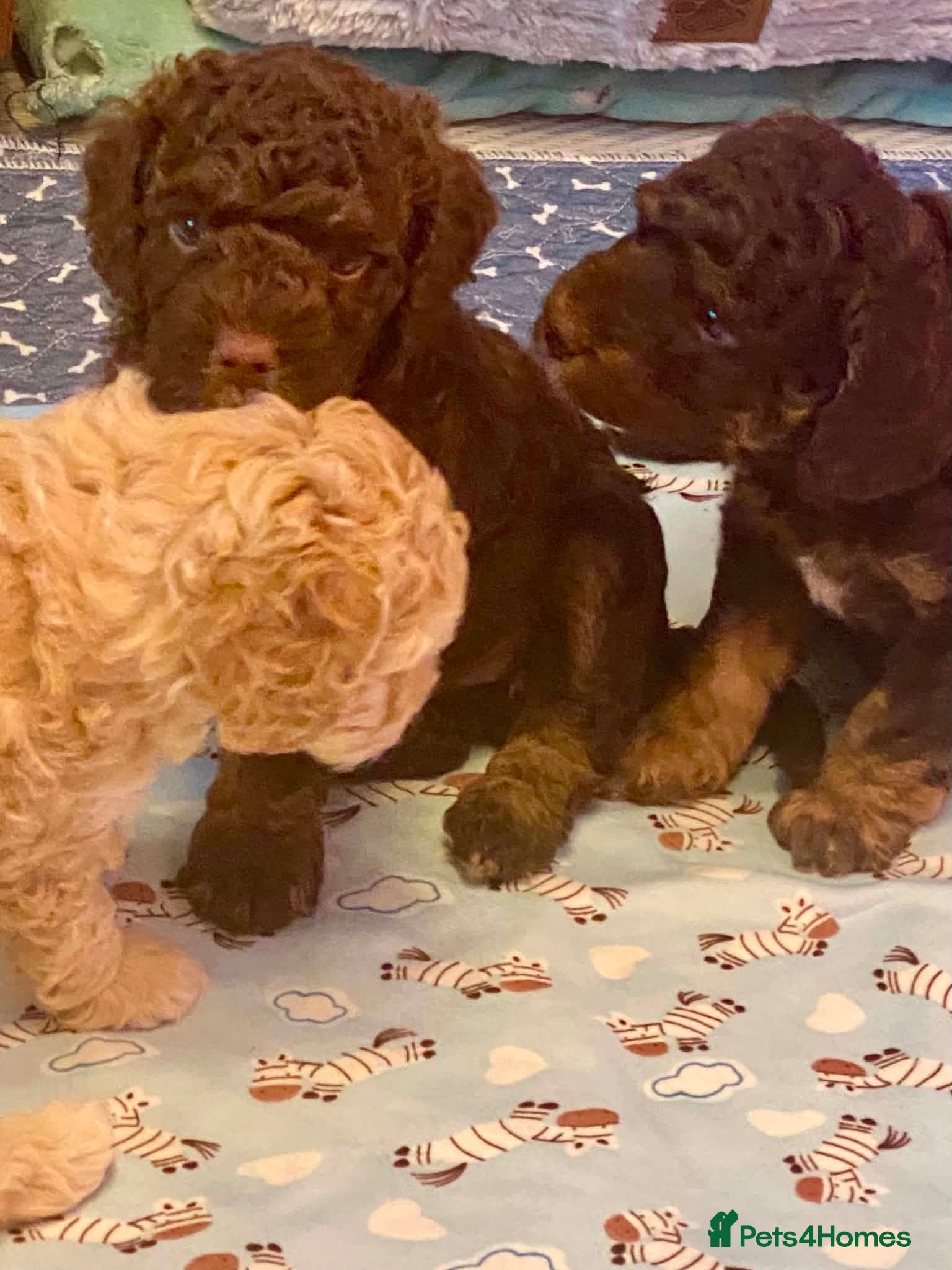 Cockapoo dogs Home Raised American Cockapoo Babies  - Advert 2