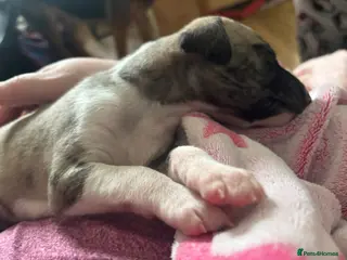 Whippet dogs Exceptional KC Whippet Pups - only one boy left - Advert 14