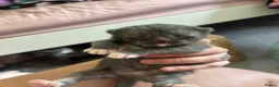 Mixed Breed cats for sale: Little blue boy  - Advert 7