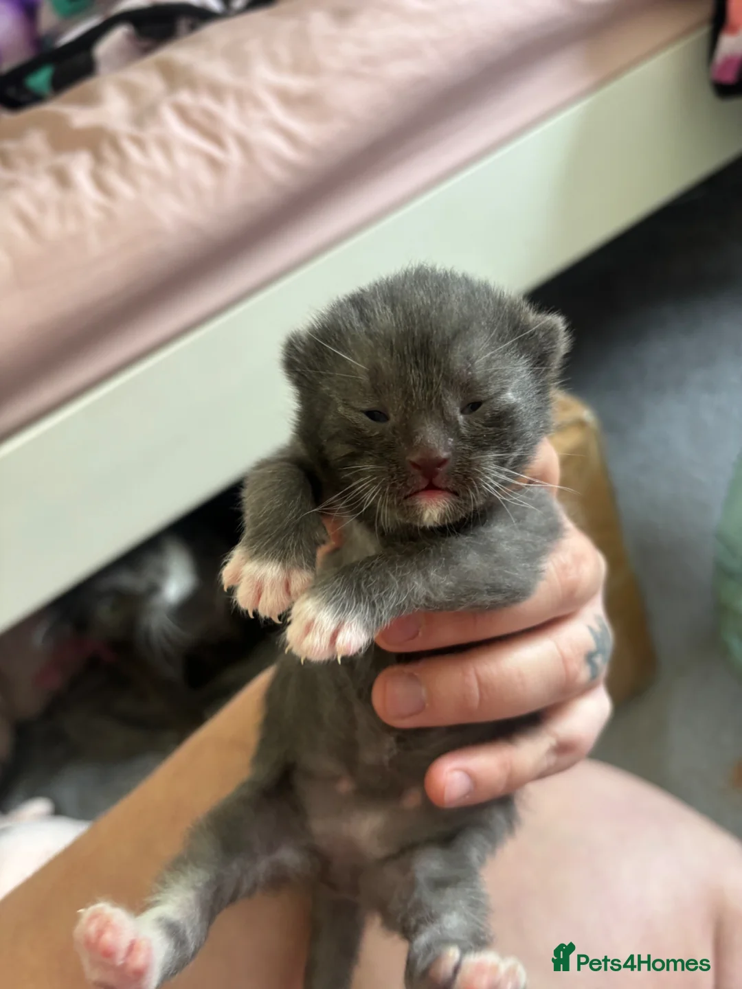 Mixed Breed cats for sale: Little blue boy  - Advert 7