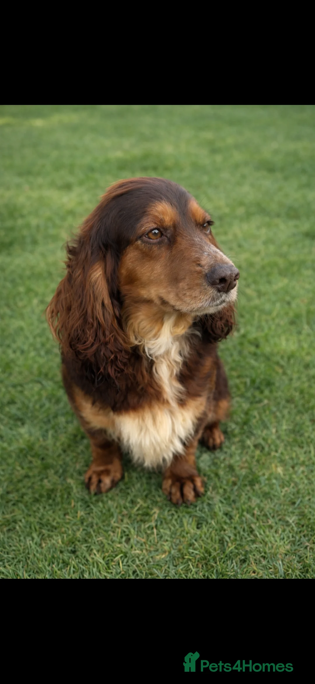 Cockapoo dogs for sale: 🐶 Beautiful Chocolate Cockapoo Puppies  - Advert 8