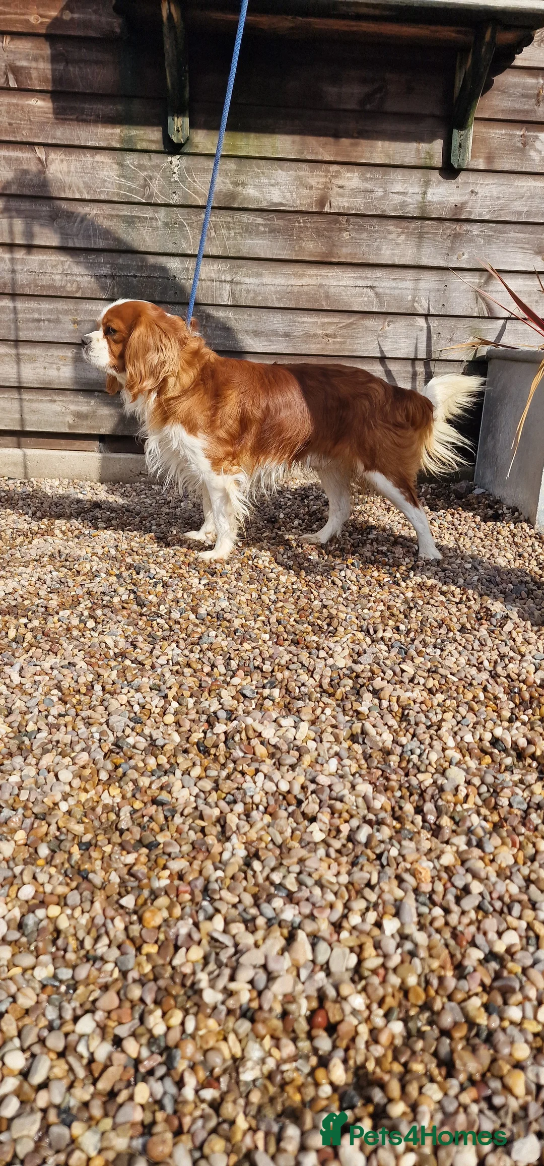 Cavalier King Charles Spaniel dogs for stud: Blenheim Cavalier King Charles Stud in Warwick - Advert 2