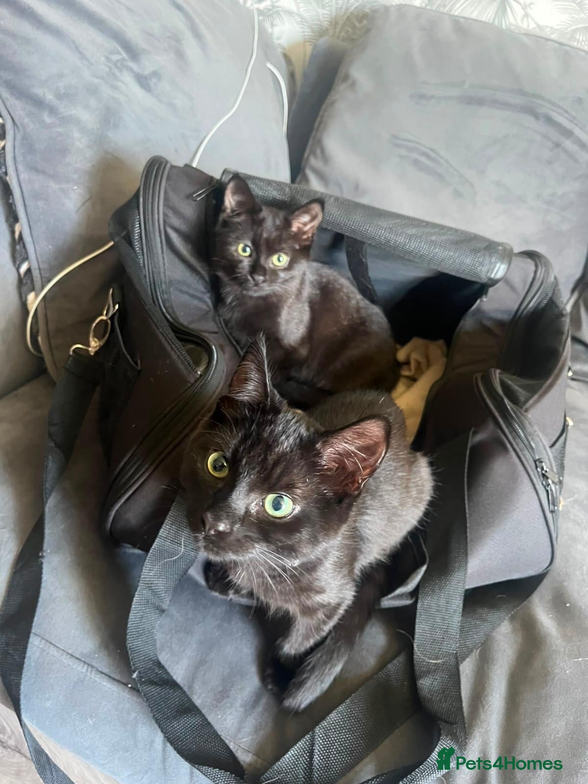 Mixed Breed cats Two kittens for sale - Advert 4