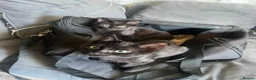 Mixed Breed cats for sale: Two kittens for sale in Hamilton - Advert 1