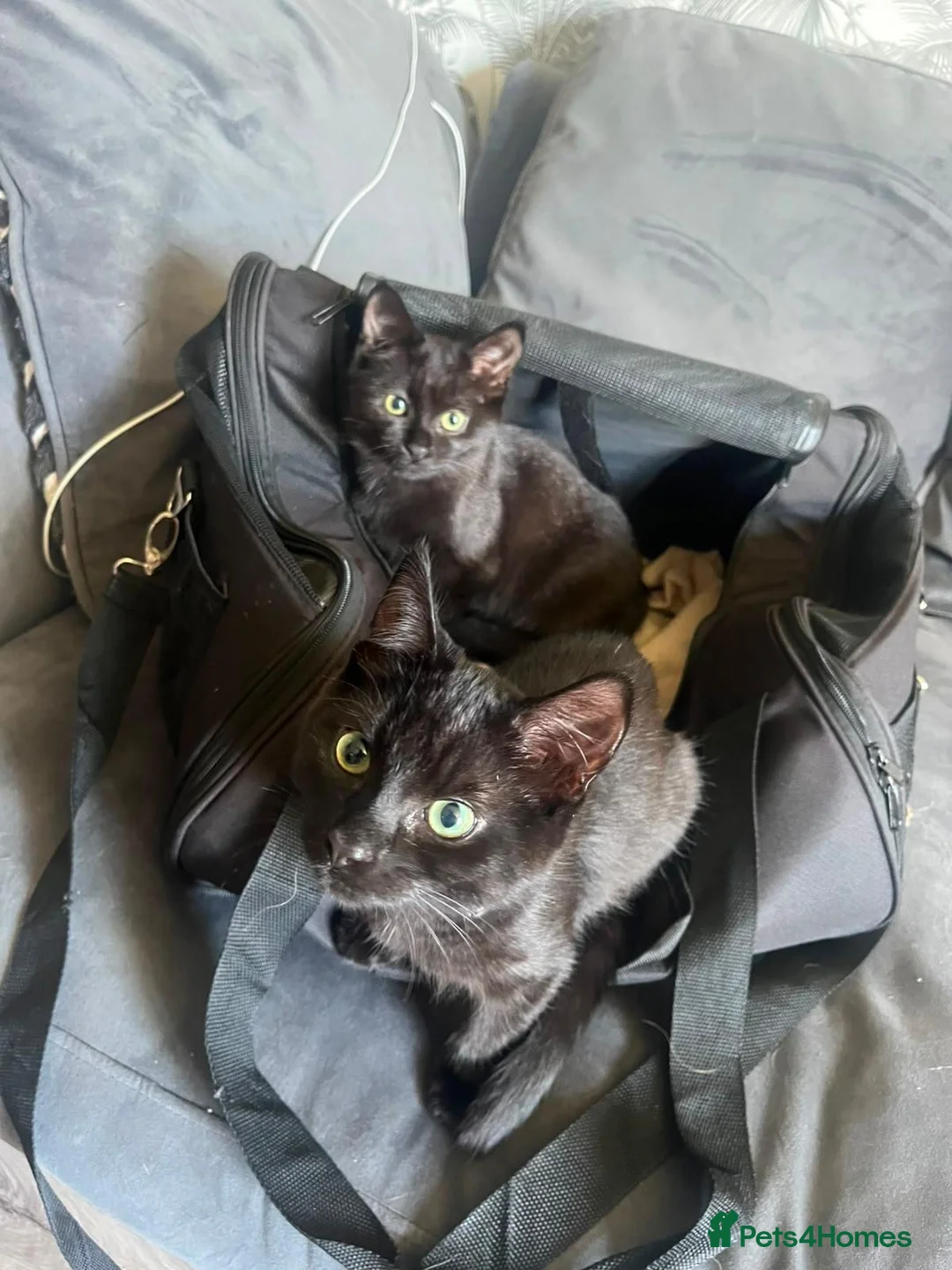Mixed Breed cats for sale: Two kittens for sale in Hamilton - Advert 1