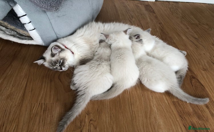 Ragdoll cats - Advert 1