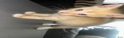 Mixed Breed cats for sale: READY NOW STUNNING KITTENS - Advert 14