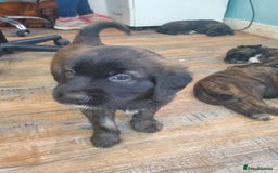 Mixed Breed dogs for sale: Golden retriever x German Shepherd  x Rottweiler  - Image 6
