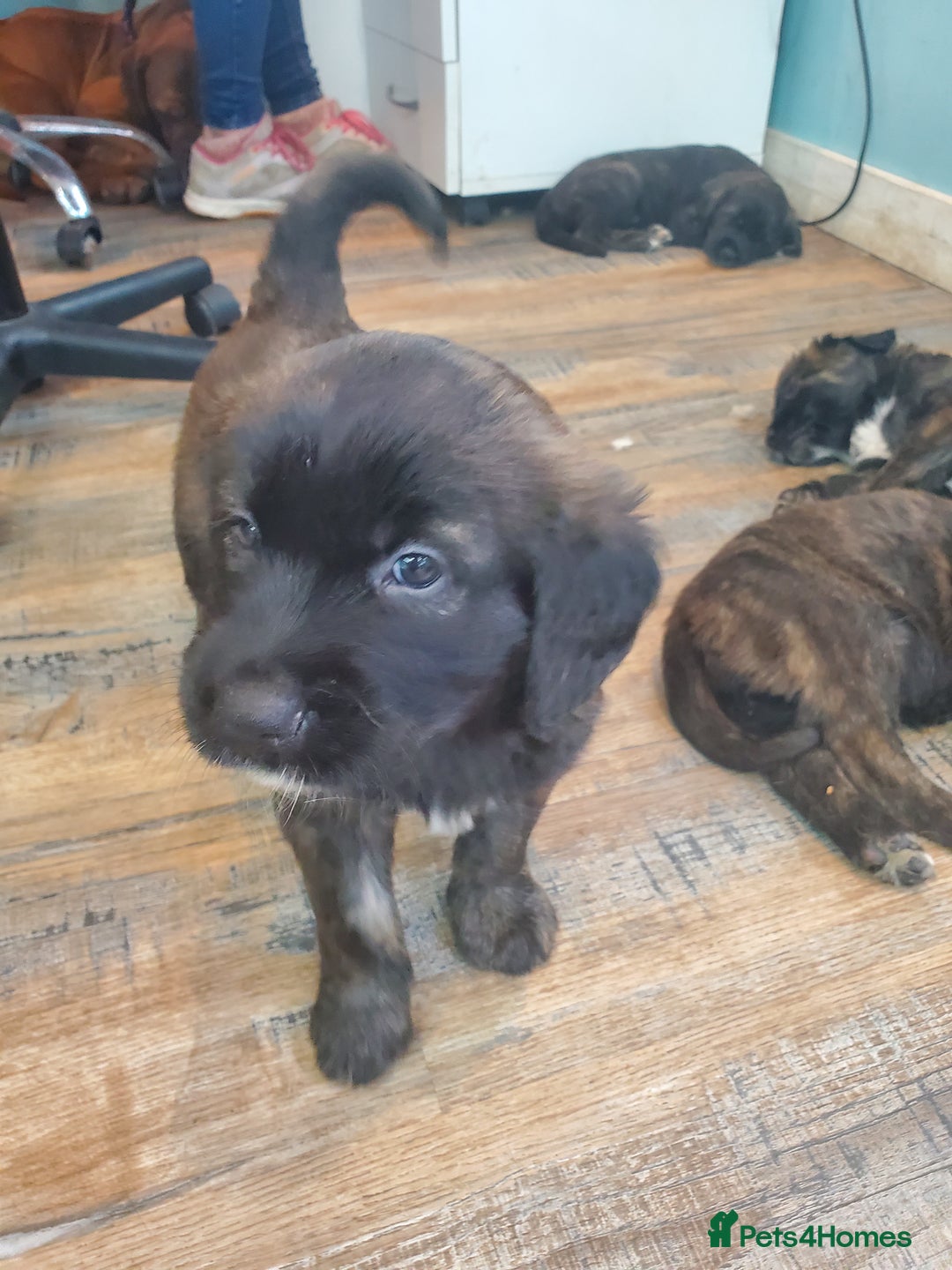 Mixed Breed dogs for sale: Golden retriever x German Shepherd  x Rottweiler  - Image 6