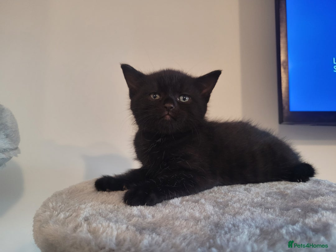 Mixed Breed cats for sale: Mixed British blue kittens  - Image 8