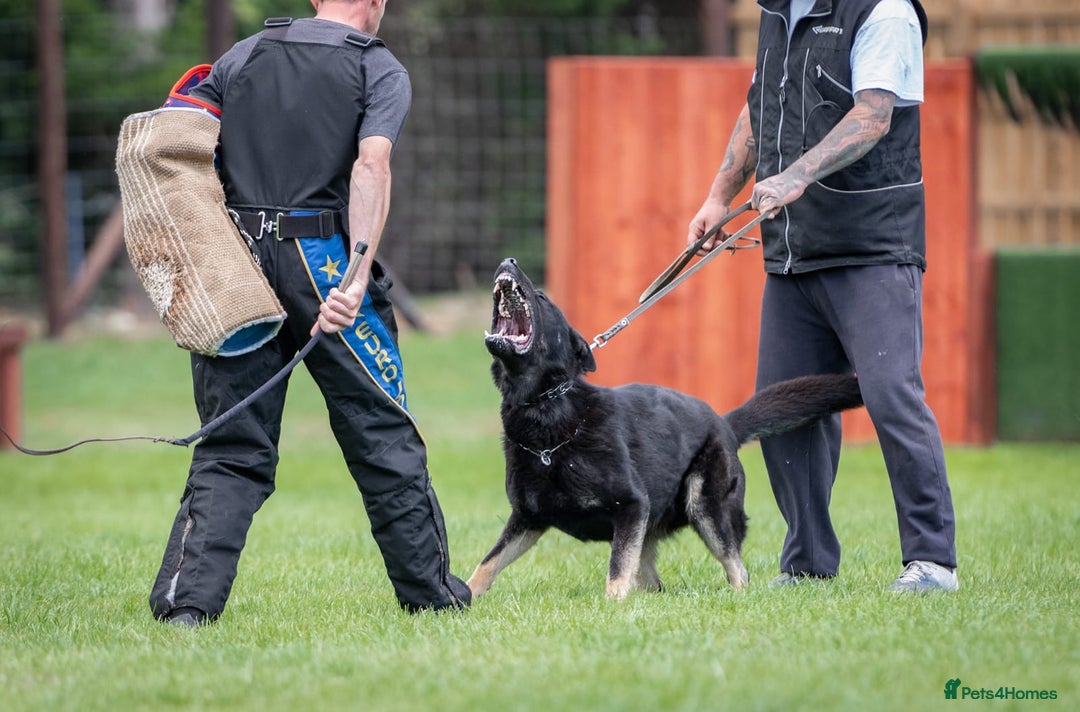 German Shepherd dogs for sale: 🌟Stunning KC Registered German Shepherd Pups🌟 - Image 15