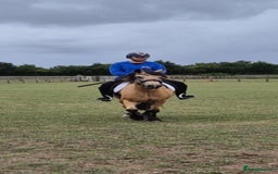 Other Breed horses for sale: DYNAMITE lovely dun gelding all rounder  - Image 3