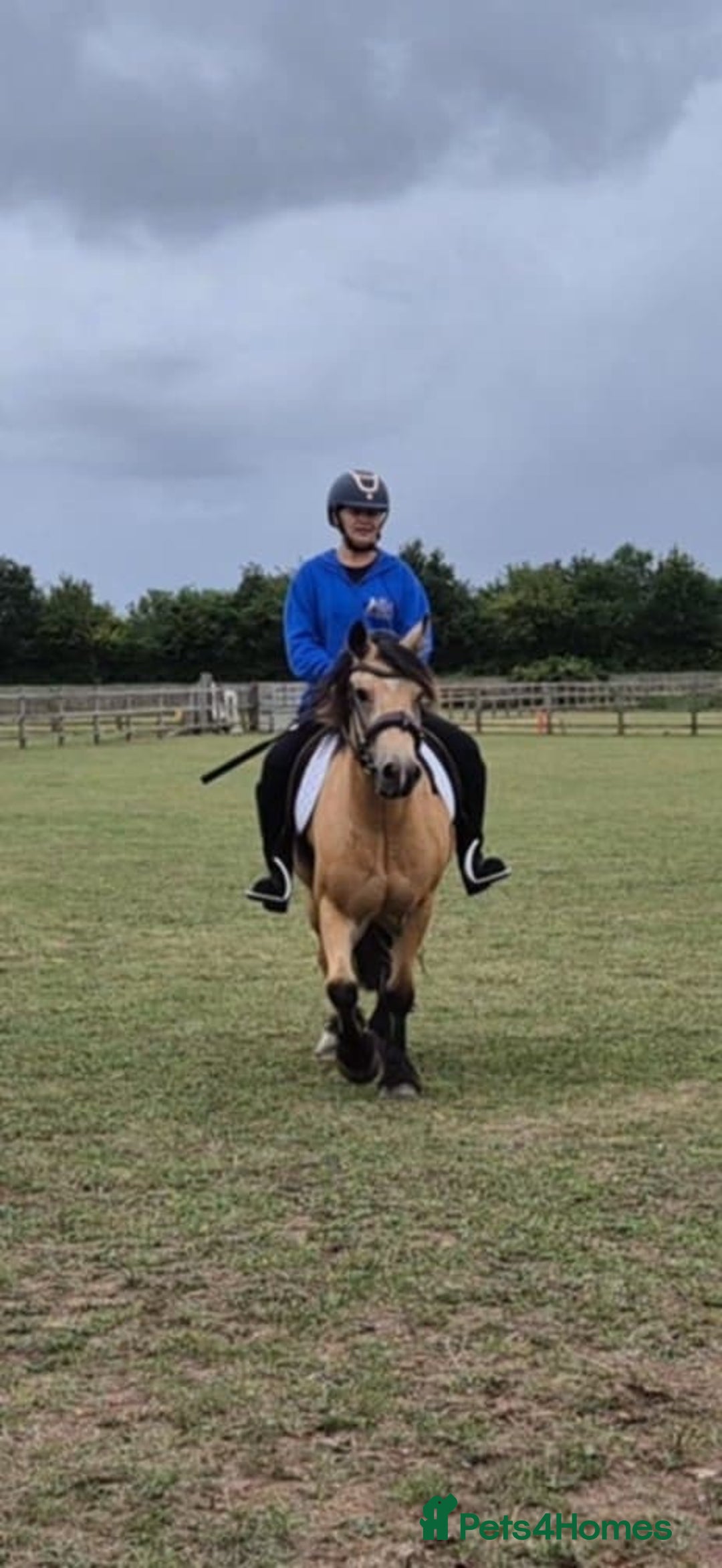 Other Breed horses for sale: DYNAMITE lovely dun gelding all rounder  - Image 3