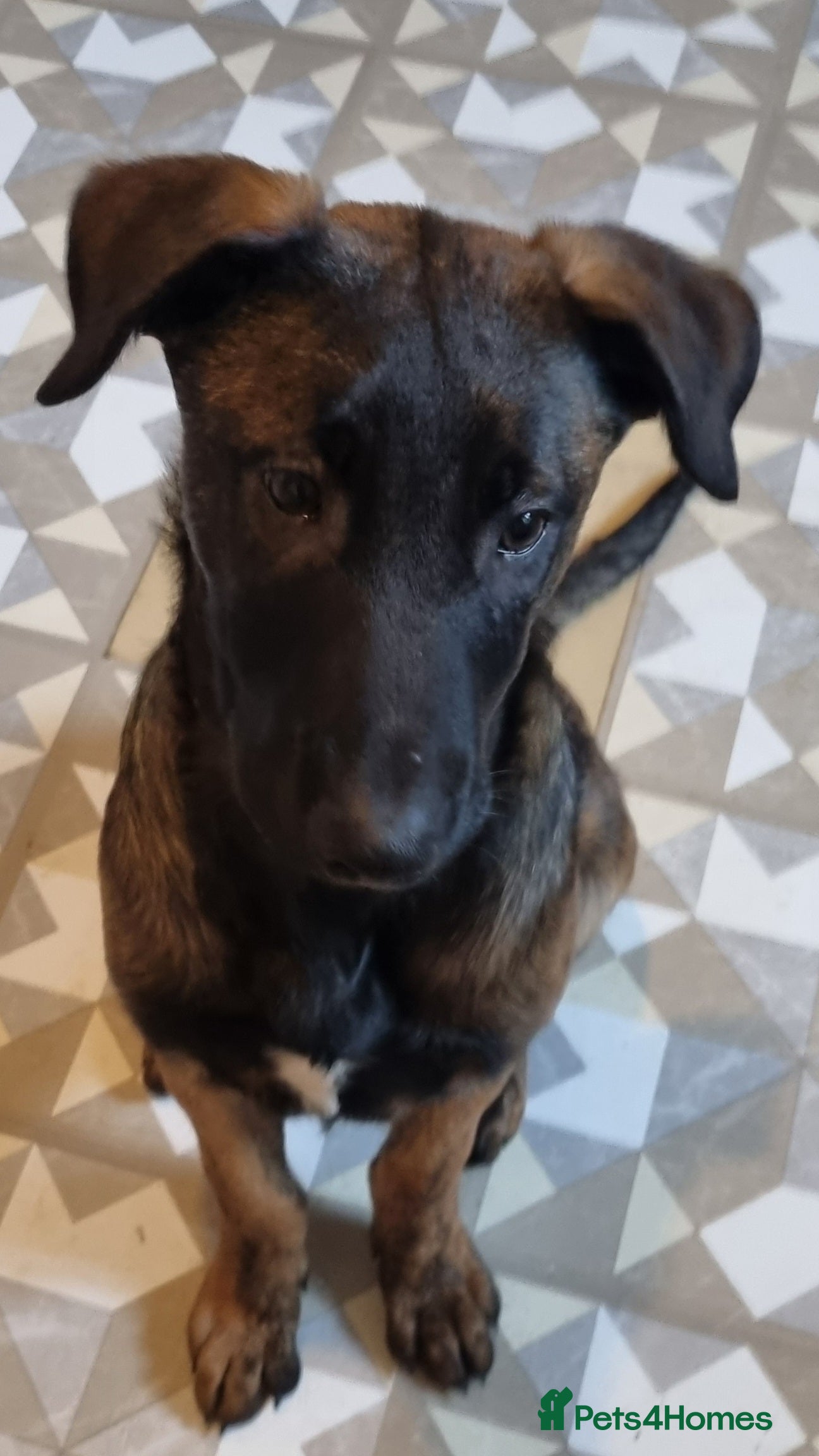 Belgian Shepherd Dog dogs  1 💙 looking for his forever family   - Advert 4