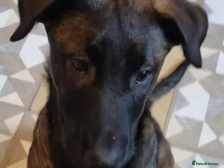 Belgian Shepherd Dog dogs 1 💙 looking for his forever family - Advert 4