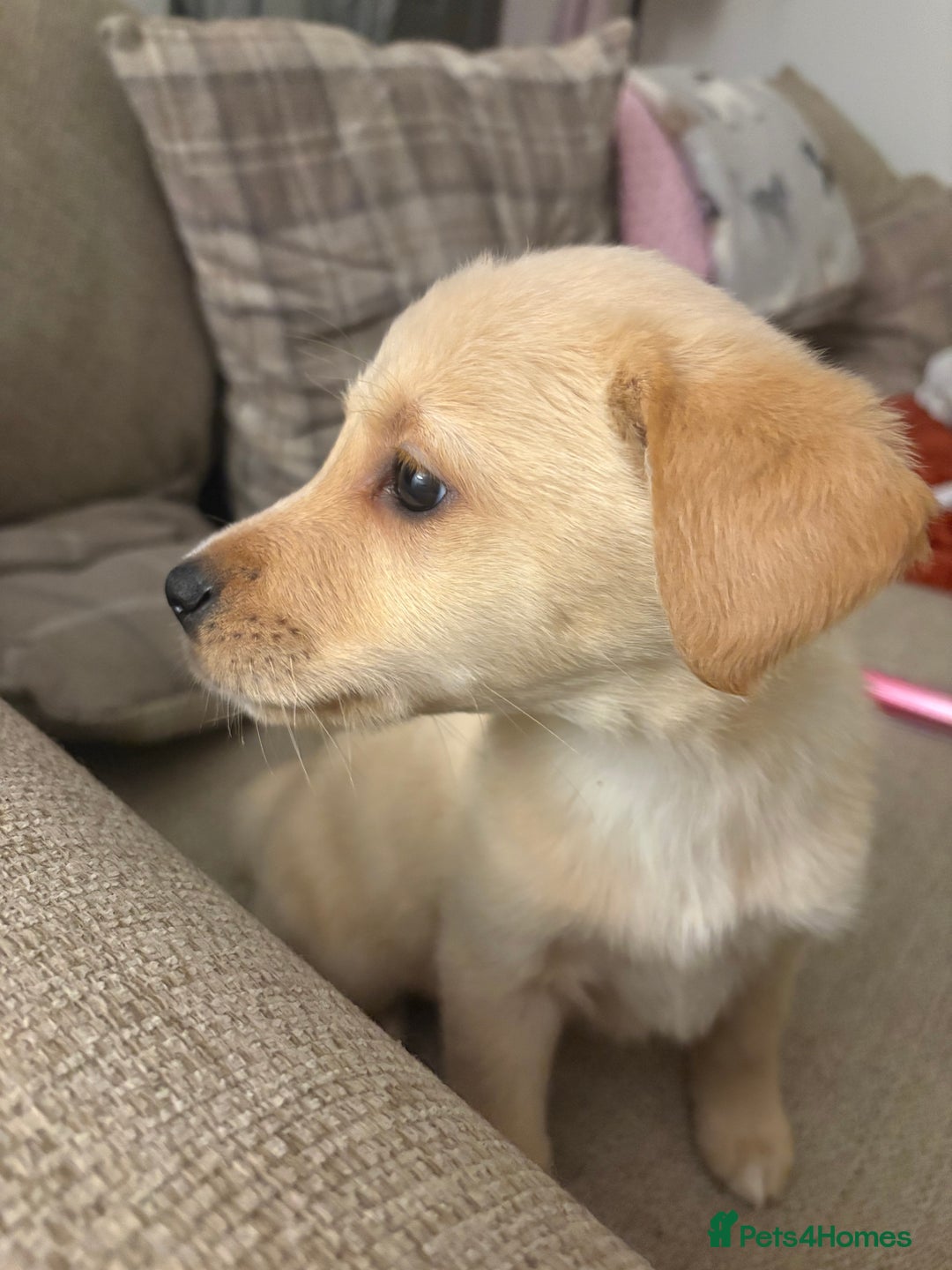 Mixed Breed dogs for sale: Labrador X Collie - Advert 4