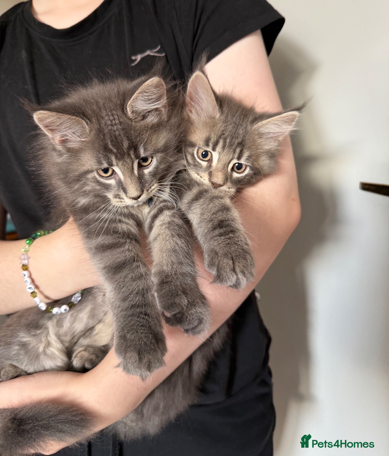 Maine Coon cats G Maine Coons - Advert 1