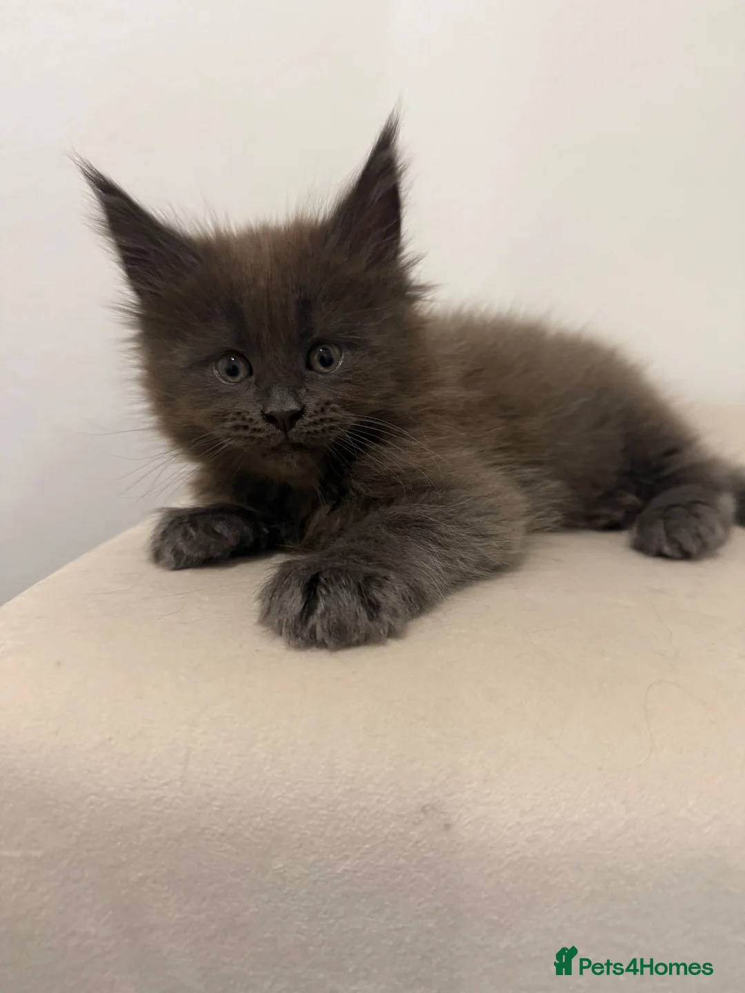Maine Coon cats for sale: Pedigree GCCF Russian Kazakhstan import line - Advert 31