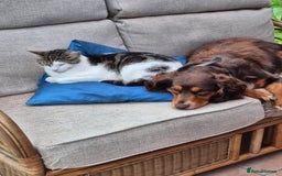 Cocker Spaniel dogs for sale: Two adult spaniels - Image 2