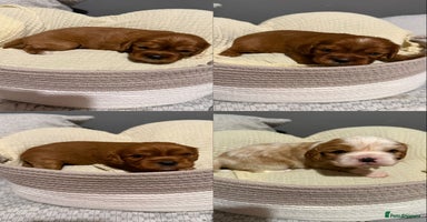 Cavalier King Charles Spaniel dogs Stunning KC Reg Cavaliers ✨ Fully Health Tested ✨ - Advert 7