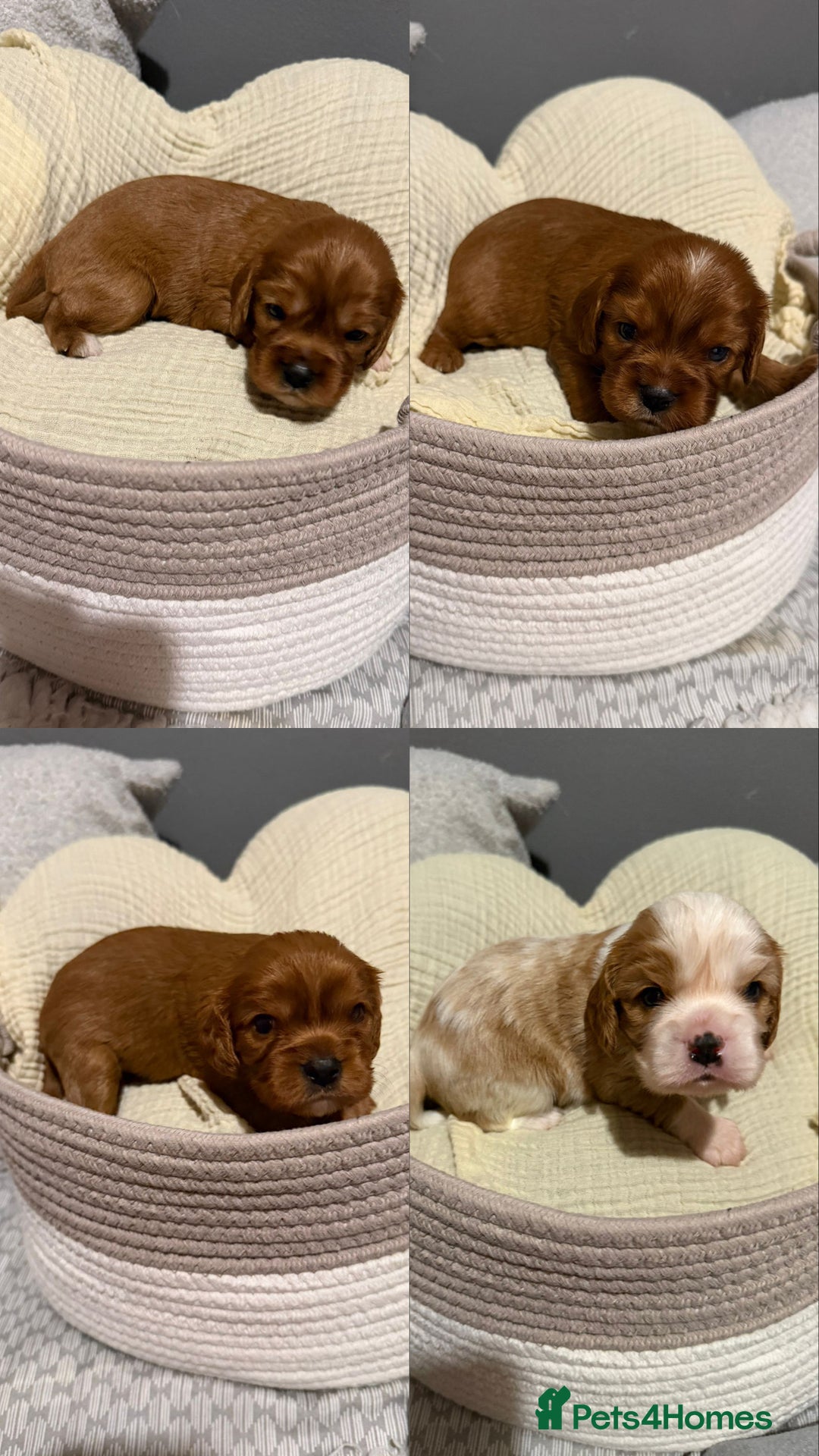 Cavalier King Charles Spaniel dogs for sale: Beautiful KC Registered Boy ✨ Health Tested ✨ - Advert 6