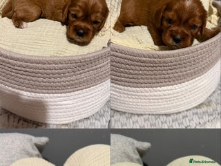 Cavalier King Charles Spaniel dogs - Advert 19