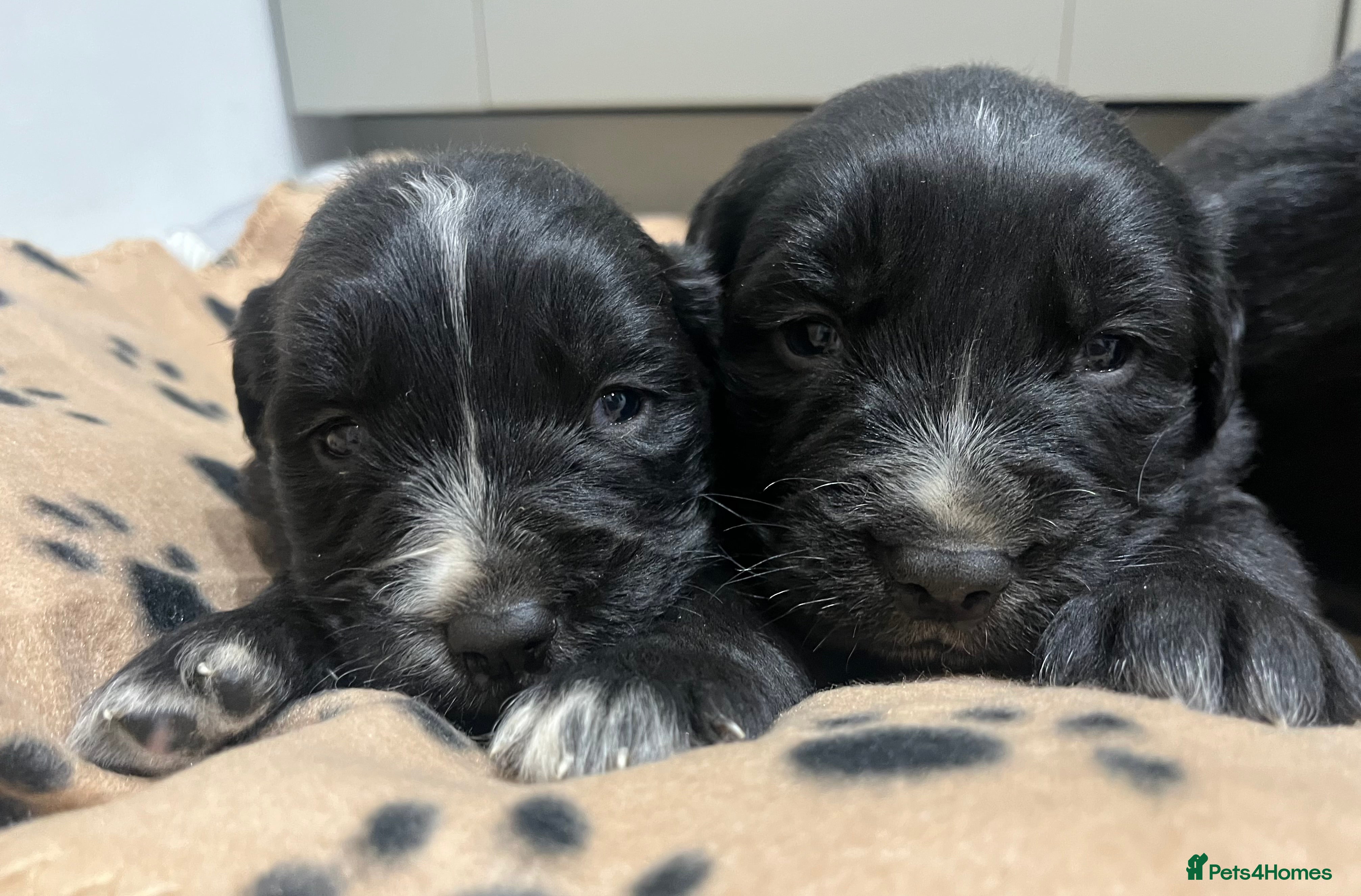 Golden Retriever dogs Beautiful Bernese Mountain Dog x Golden Retrievers - Advert 12