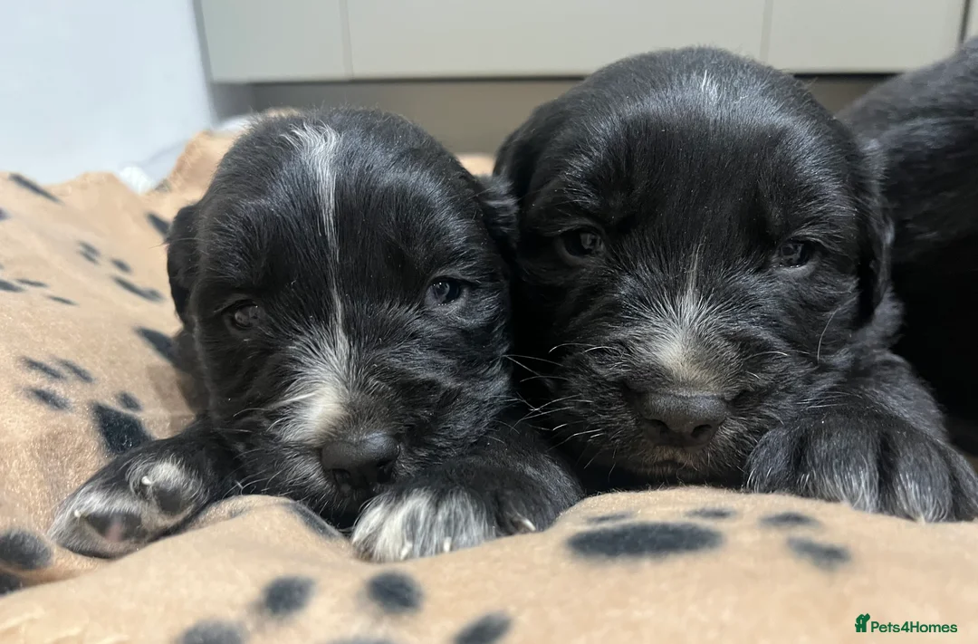 Golden Retriever dogs for sale: Beautiful Bernese Mountain Dog x Golden Retrievers - Advert 12