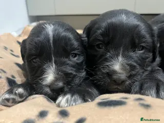 Golden Retriever dogs Beautiful Bernese Mountain Dog x Golden Retrievers - Advert 14