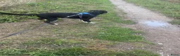 Border Collie dogs for sale: Border collie in Wrexham - Advert 3