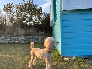 Miniature Poodle dogs Miniature Poodle Bitch - Advert 1