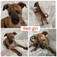 Mixed Breed dogs Pharaoh hound x whippet puppies - Advert 1