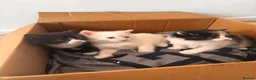 Mixed Breed cats for sale: calico domestic shorthair - Advert 2