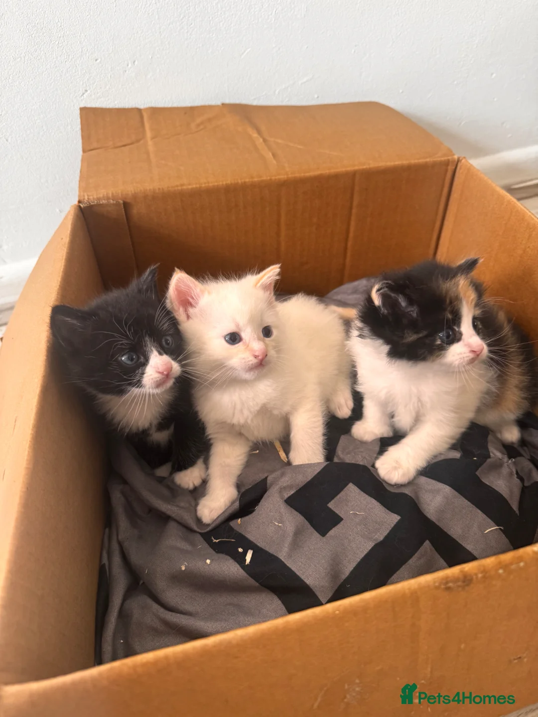 Mixed Breed cats for sale: calico domestic shorthair - Advert 2
