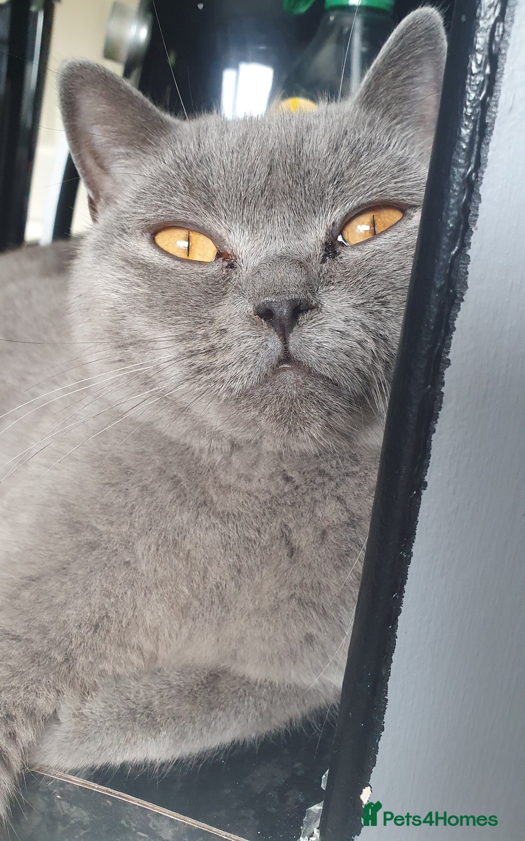 Mixed Breed cats for sale: British short hair cross breed kittens  - Image 6
