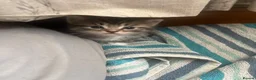 Mixed Breed cats for sale: Two Gorgeous Fluffy Female Kittens for Sale - Advert 6