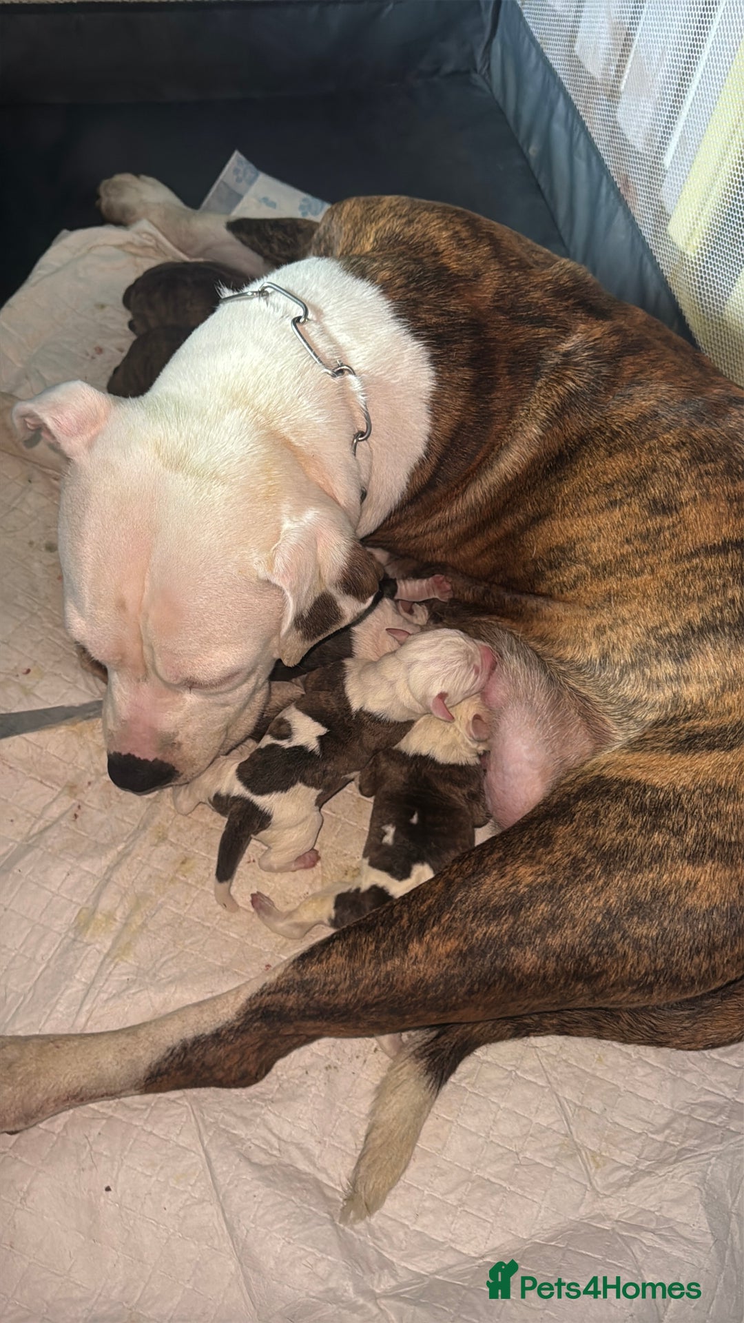 Mixed Breed dogs for sale: American bulldog cross Staffy pups - Image 1