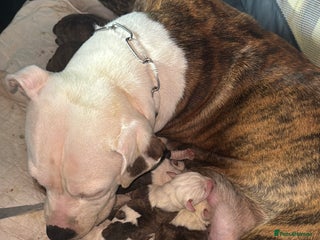 Mixed Breed dogs for sale - Advert 1