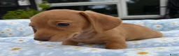 Miniature Dachshund dogs for sale: Miniature dachshund puppies 🐶 READY NOW - Advert 7