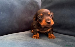 Miniature Dachshund dogs for sale: KC registered miniature dachshund puppies - Image 16