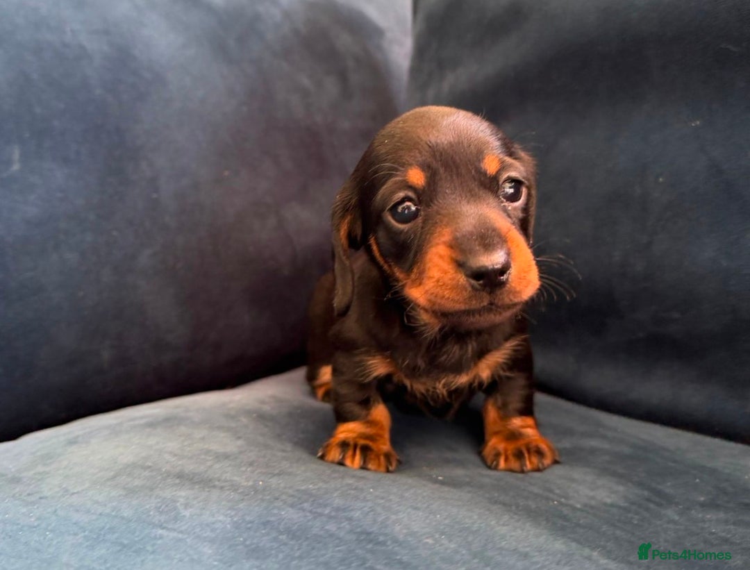 Miniature Dachshund dogs for sale: KC registered miniature dachshund puppies - Image 16