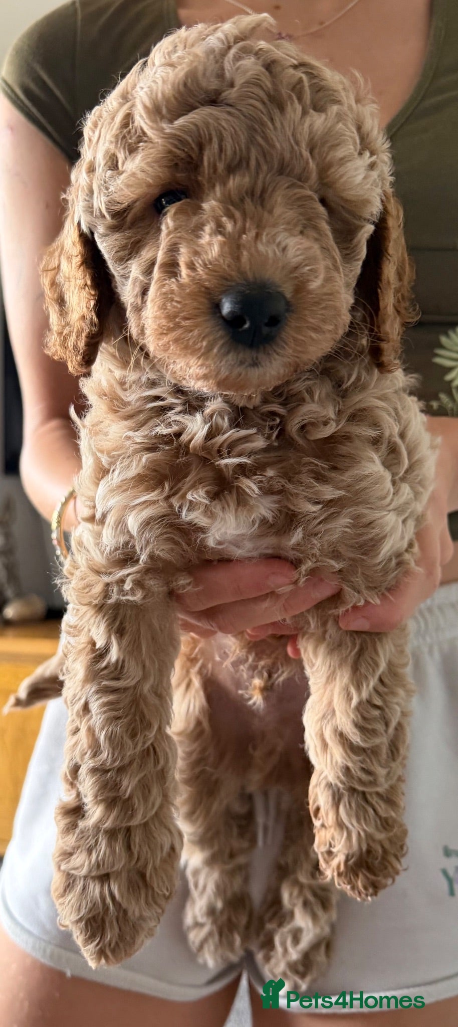 Cockapoo dogs Cockapoo F1b puppies Fox Red and Champagne  - Advert 2