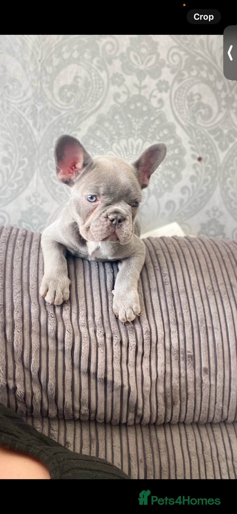 French Bulldog dogs Stunning litter of French bulldogs  - Advert 5